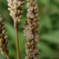 Persicaria barbata (L.) H.Hara